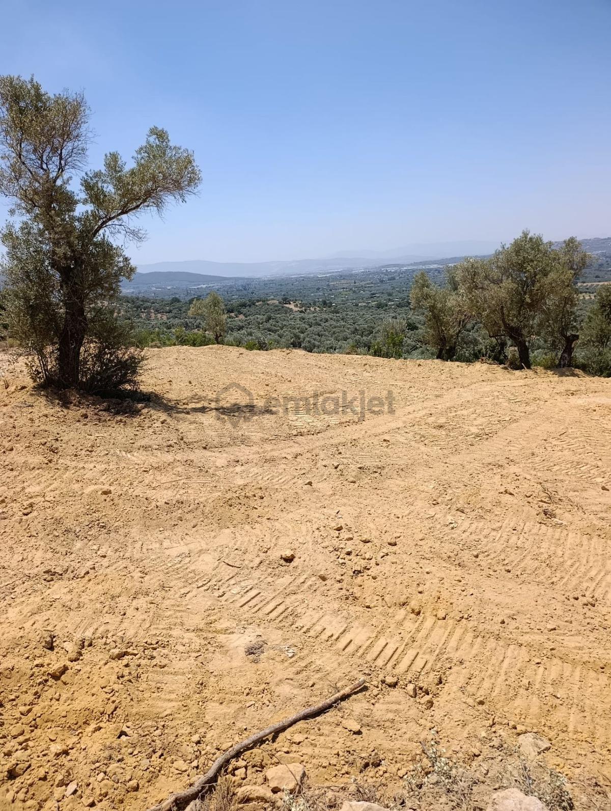 Torbalı Dirmil’de Satılık 3569 M² Manzaralı Zeytinlik